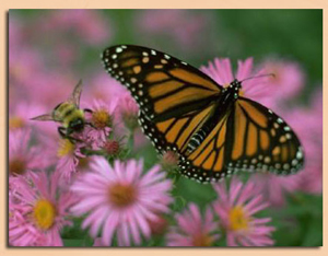 Monarch Butterfly